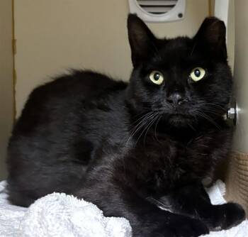 Domestic Short Hair Cats Available for Adoption in Dedham, Massachusetts - GOOBER | PetCurious