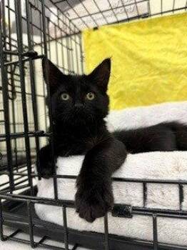 Triple Dipper and Baja Blast -  Domestic Medium Hair Cat for Adoption in Walnut Creek, California - Triple Dipper And Baja Blast | PetCurious