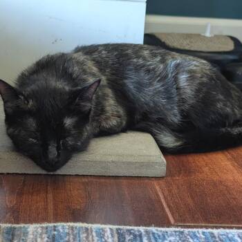 Scholar -  Domestic Short Hair Cat for Adoption in Buffalo, Minnesota - Scholar | PetCurious