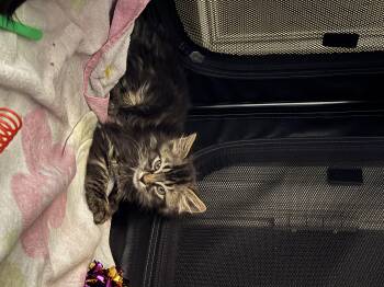 Jellyfish Fields -  Domestic Short Hair Cat for Adoption in Fruit Heights, Utah - Jellyfish Fields | PetCurious