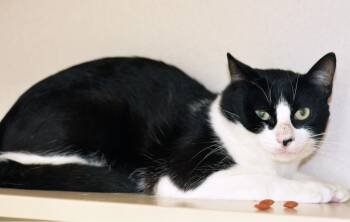 Rescue Domestic Short Hair Cats for Adoption in San Clemente, California - LENNY | PetCurious