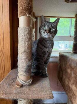 Max -  Domestic Short Hair Cat for Adoption in Lincoln, Nebraska - Max | PetCurious