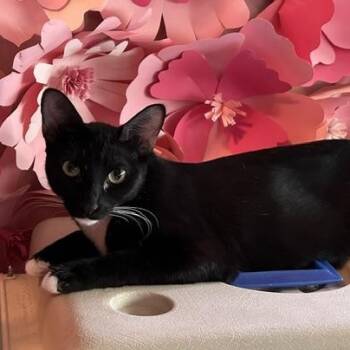 Marie -  Domestic Short Hair Cat for Adoption in Villa Park, California - Marie | PetCurious