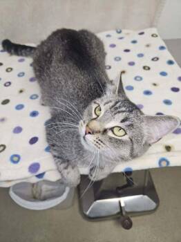 Domestic Short Hair Cats Available for Adoption in Sullivan, Indiana - Walmart | PetCurious