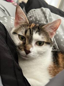 Rescue Domestic Short Hair Cats for Adoption in San Antonio, Texas - LUNA | PetCurious