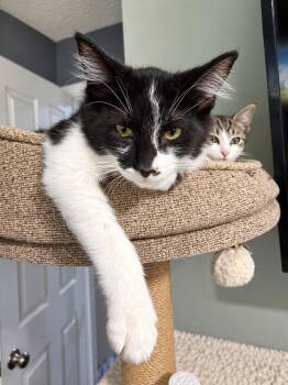 Bock -  Domestic Medium Hair Cat for Adoption in Rio Linda, California - Bock | PetCurious