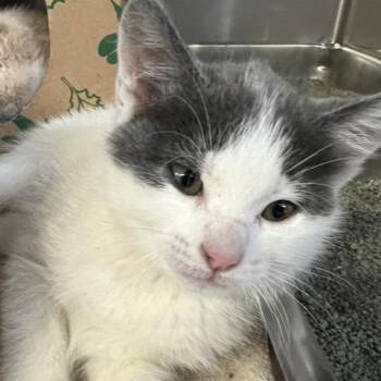 Jessica Glitter -  Domestic Short Hair Cat for Adoption in Baltimore, Maryland - Jessica Glitter | PetCurious