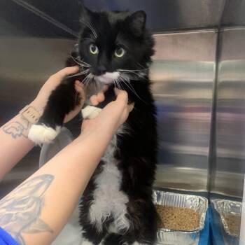 Domestic Short Hair Cats Available for Adoption in Greensboro, North Carolina - Bongo | PetCurious