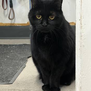 Domestic Short Hair Cats Available for Adoption in Mansfield, Connecticut - Alex | PetCurious