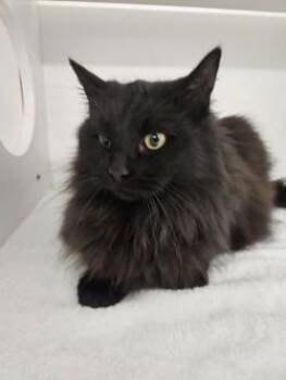 Domestic Long Hair and Domestic Short Hair Cats Available for Adoption - Madame Leota | PetCurious
