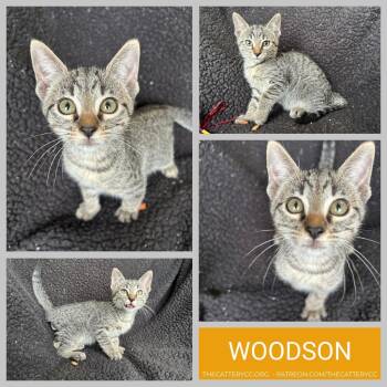 Domestic Short Hair Cats Available for Adoption in Corpus Christi, Texas - Woodson | PetCurious