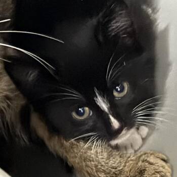 Reaper -  Domestic Short Hair Cat for Adoption in Marion, Virginia - Reaper | PetCurious