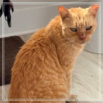 Domestic Short Hair Cats Available for Adoption - Simon | PetCurious