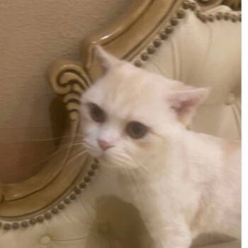 Rescue Domestic Short Hair Cats for Adoption in Merrifield, Virginia - Whitey Kuwait | PetCurious