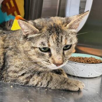 Domestic Short Hair Cats Available for Adoption in Las Vegas, Nevada - Honey | PetCurious