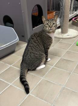 Rescue Domestic Short Hair Cats for Adoption in Wantagh, New York - Halo | PetCurious