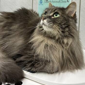 Eddie -  Domestic Long Hair Cat for Adoption - Eddie | PetCurious