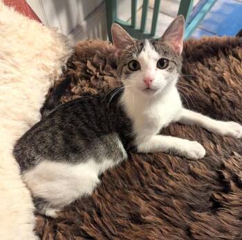 Rescue Tabby and Domestic Short Hair Cats for Adoption in Plano, Texas - SPAZZY - GREAT PLAYMATE FOR ANOTHER HIGH-ENERGY KITTY! | PetCurious