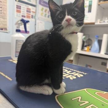 Rolex -  American Shorthair Cat for Adoption - Rolex | PetCurious