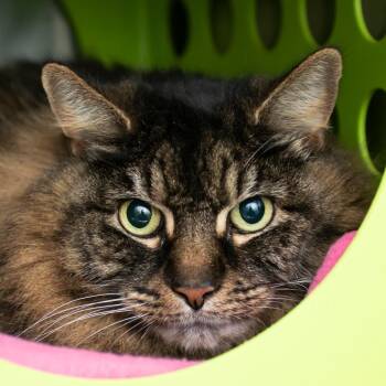 Maine Coon Cats Available for Adoption in Middletown, Rhode Island - Lola | PetCurious
