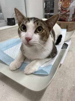Rescue Domestic Short Hair Cats for Adoption in Baytown, Texas - HUGH | PetCurious