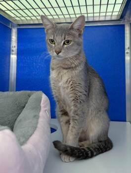 Domestic Short Hair Cats Available for Adoption in Colorado Springs, Colorado - Abby Walker | PetCurious