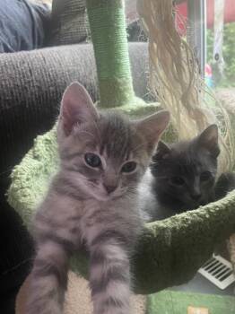 Chevy -  Domestic Short Hair Cat for Adoption in Winnipeg, Manitoba - Chevy | PetCurious