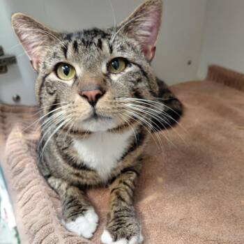 Domestic Short Hair Cats Available for Adoption - Tiberius | PetCurious