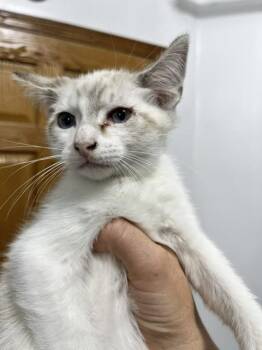 Barley -  Siamese Cat for Adoption in Dayton, Minnesota - Barley | PetCurious
