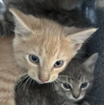 Domestic Short Hair Cats Available for Adoption in Dallas, Texas - SUNNY | PetCurious