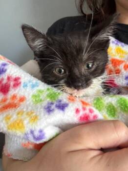 Nora -  Domestic Short Hair Cat for Adoption in Hartford City, Indiana - Nora | PetCurious