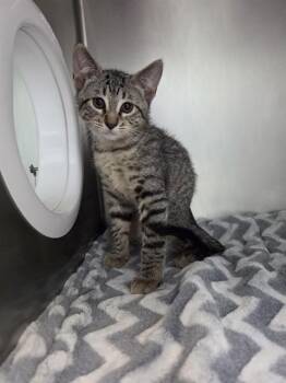 MORNINGSTAR -  Domestic Short Hair Cat for Adoption in Fort Walton Beach, Florida - MORNINGSTAR | PetCurious