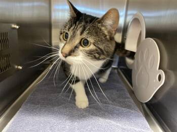 Domestic Short Hair Cats Available for Adoption in Auburn, California - SALLY | PetCurious
