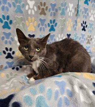 Bucky -  Domestic Short Hair Cat for Adoption in Wabash, Indiana - Bucky | PetCurious