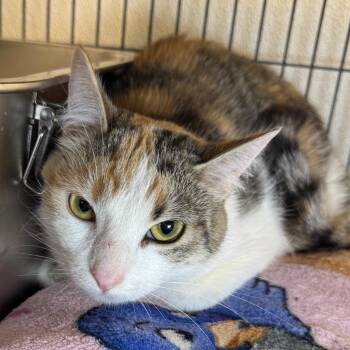 Veronica -  Domestic Short Hair Cat for Adoption in Saginaw, Michigan - Veronica | PetCurious