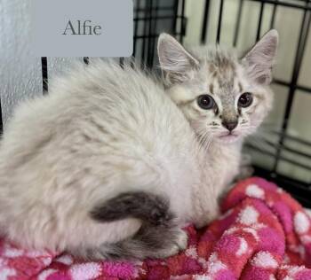Alfie -  Domestic Short Hair and Siamese Cat for Adoption in Chalfont, Pennsylvania - Alfie | PetCurious