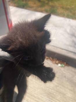 ATHEL -  Domestic Short Hair Cat for Adoption in Dallas, Texas - ATHEL | PetCurious