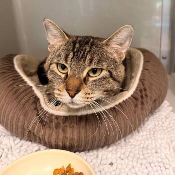 Sheepstealer -  Domestic Short Hair Cat for Adoption in Saint Charles, Missouri - Sheepstealer | PetCurious