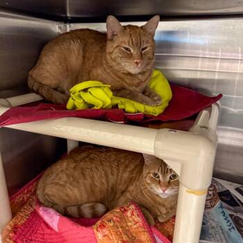 Domestic Short Hair Cats Available for Adoption in Kennebunk, Maine - Orville *Bonded W/ Wilbur* | PetCurious