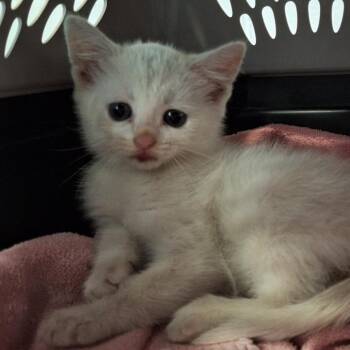 Domestic Short Hair Cats Available for Adoption in Montgomery, Alabama - Ivory | PetCurious