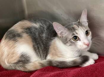 Agent 99 -  Domestic Short Hair Cat for Adoption in Austin, Texas - Agent 99 | PetCurious