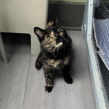 Domestic Short Hair Cats Available for Adoption - Georgia | PetCurious