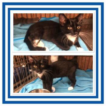 OREO -  Domestic Short Hair Cat for Adoption in Buckhannon, West Virginia - OREO | PetCurious