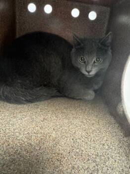 Domestic Short Hair Cats Available for Adoption in Sevierville, Tennessee - Ventrue | PetCurious