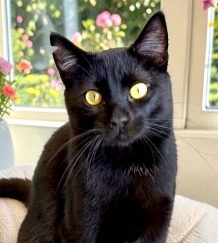 Shadow -  Domestic Short Hair Cat for Adoption in Perry, Iowa - Shadow | PetCurious