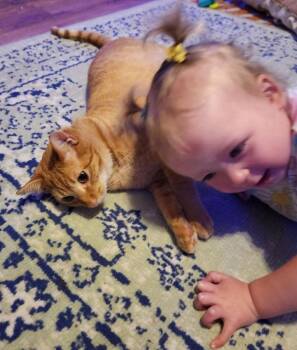 Domestic Short Hair Cats Available for Adoption - Henry Loves Adults, Children,dogs,cats | PetCurious