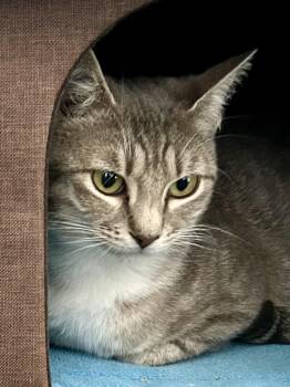 Domestic Short Hair Cats Available for Adoption in Plano, Texas - Precious Fawn | PetCurious