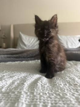 Mocha (new) -  Domestic Medium Hair and Tortoiseshell Cat for Adoption in Zephyrhills, Florida - Mocha (new) | PetCurious