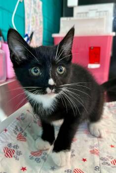 Jim -  Domestic Short Hair Cat for Adoption in Moundsville, West Virginia - Jim | PetCurious