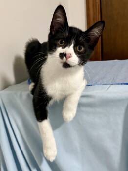 Other Brother Darryl -  Tuxedo and Domestic Short Hair Cat for Adoption in Salem, Ohio - Other Brother Darryl | PetCurious